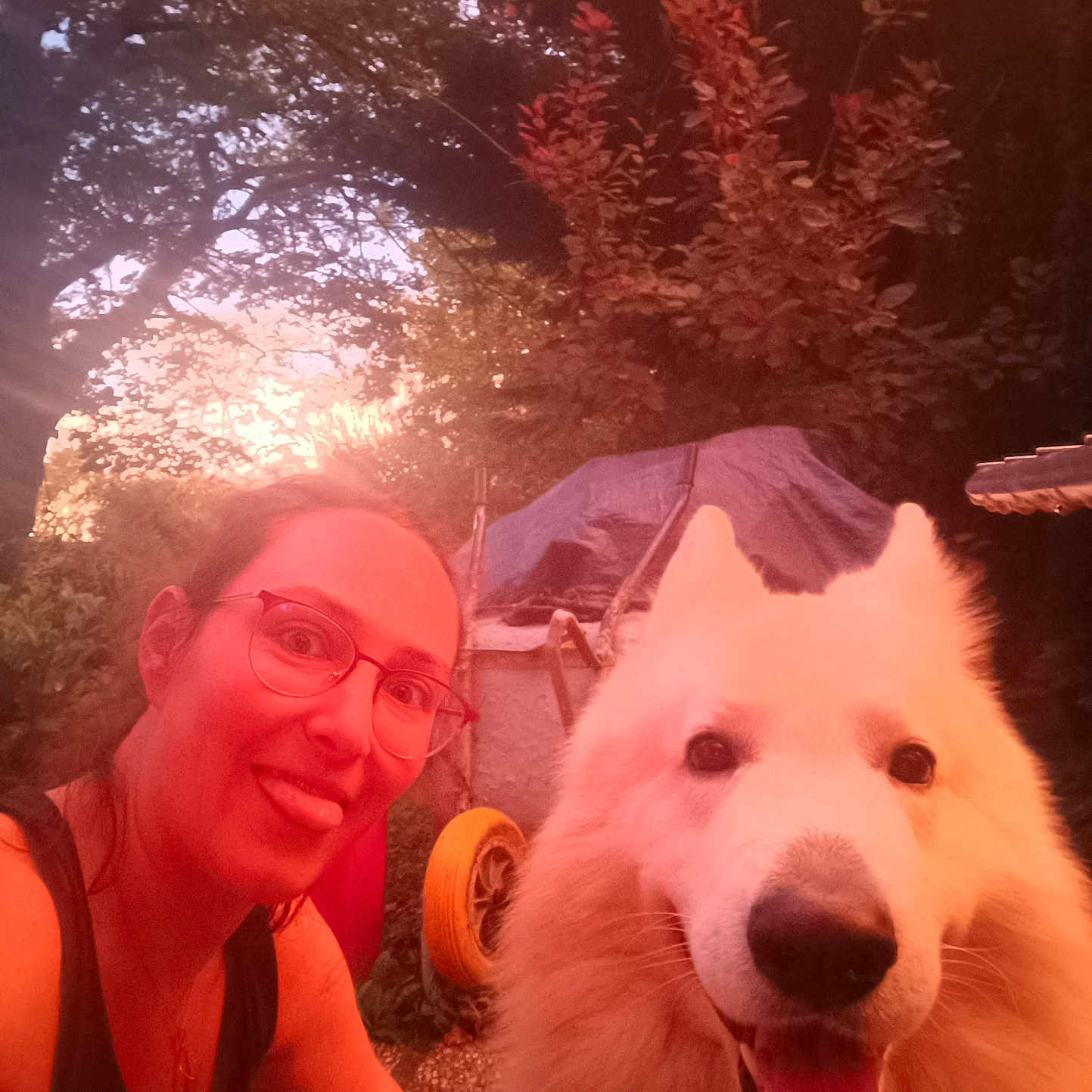 Riu participe au concours pour gagner de l'argent avec cette photo : accessories, adult, animal, canine, dog, eskimodog, face, female, glasses, head, husky, nature, outdoors, person, pet, photography, portrait, selfie, whitedog, woman