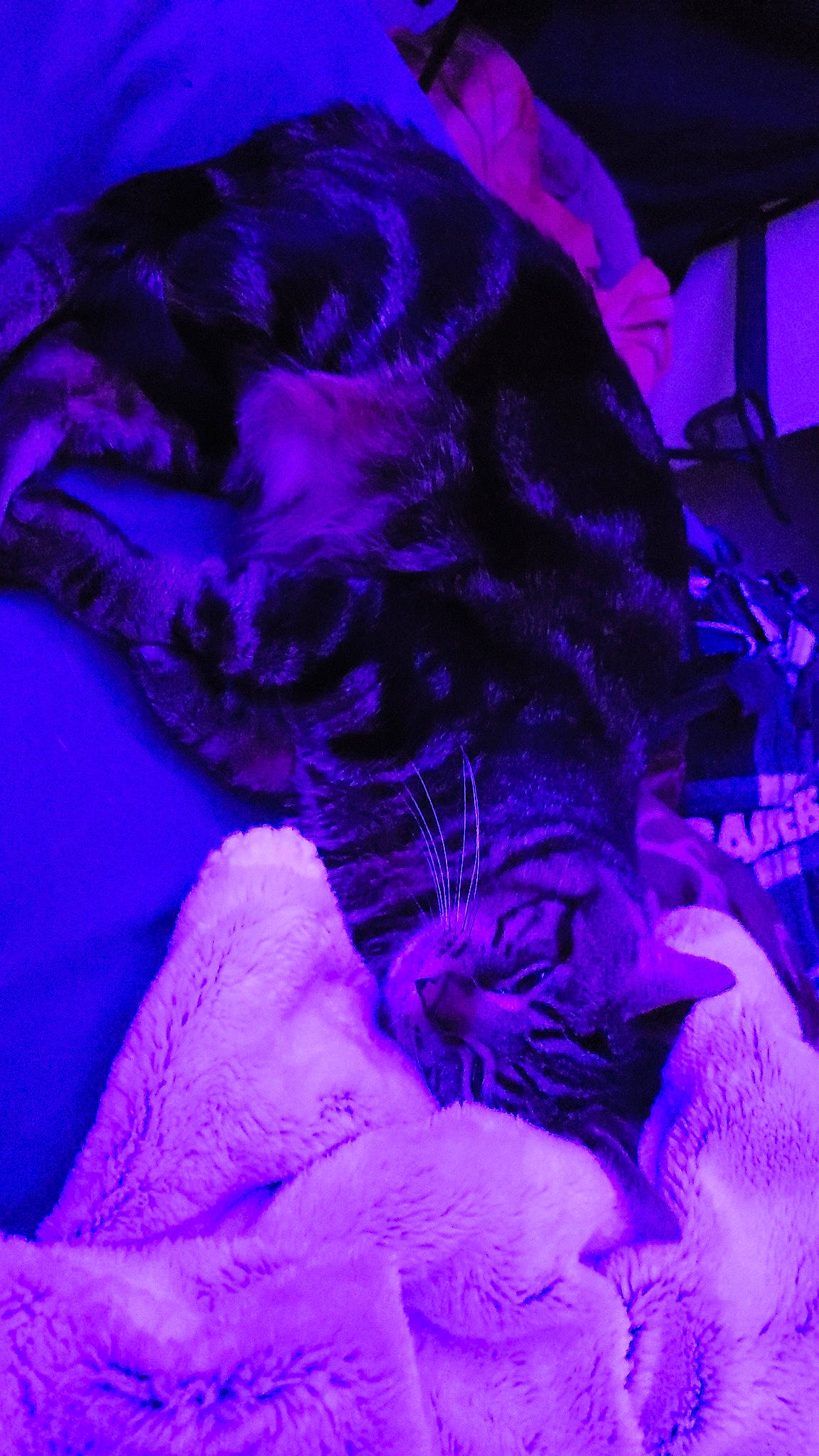 Mopar is registered to the contest to win money with this photo: art, blue, cg_artwork, comfort, darkness, electric_blue, felidae, flesh, fur, magenta, pattern, petal, purple, textile, violet, visual_arts