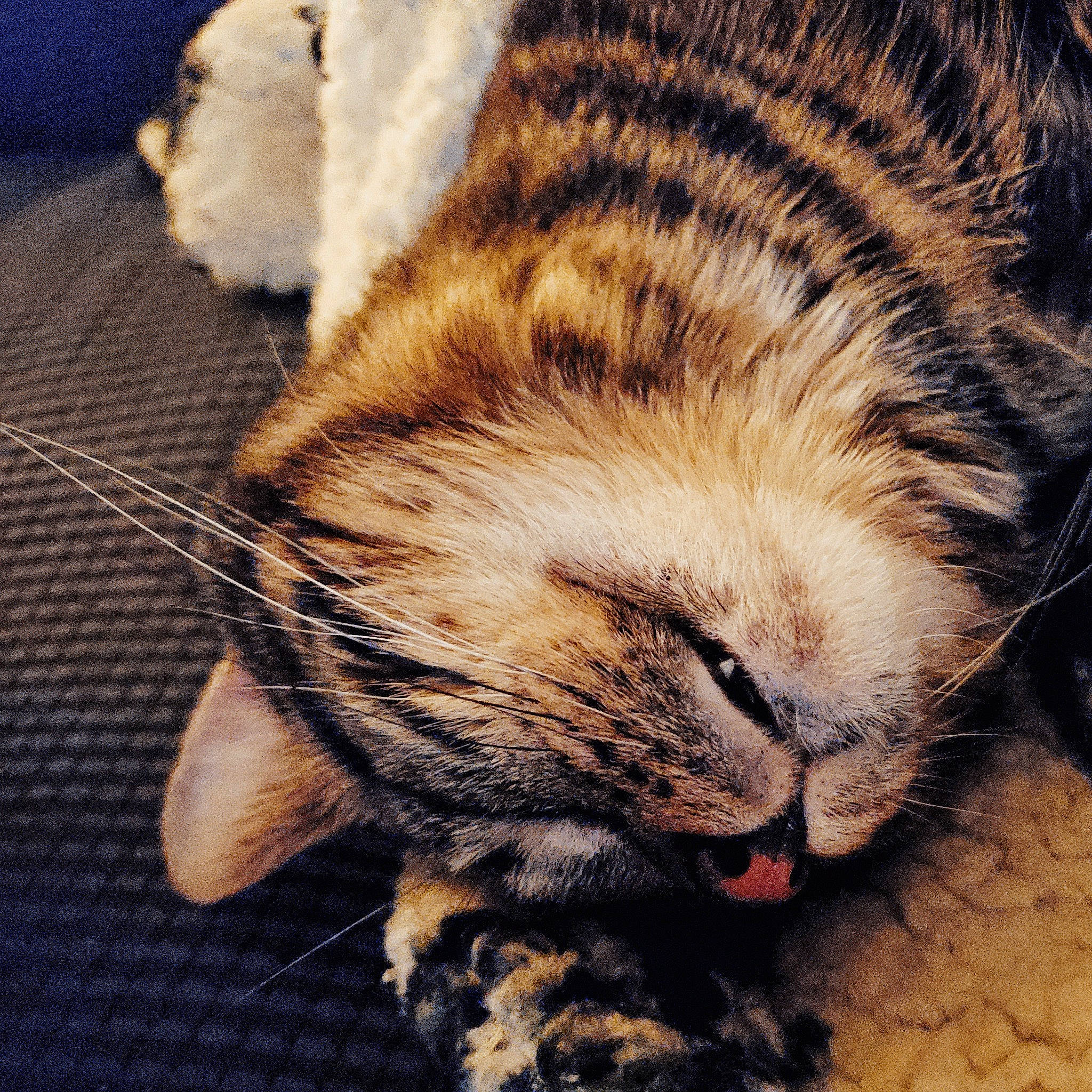 Mopar is registered to the contest to win money with this photo: carnivore, cat, claw, close_up, cloud, comfort, domestic_short_haired_cat, eye, fawn, felidae, fur, hair, head, nap, paw, small_to_medium_sized_cats, tail, terrestrial_animal, whiskers, wood