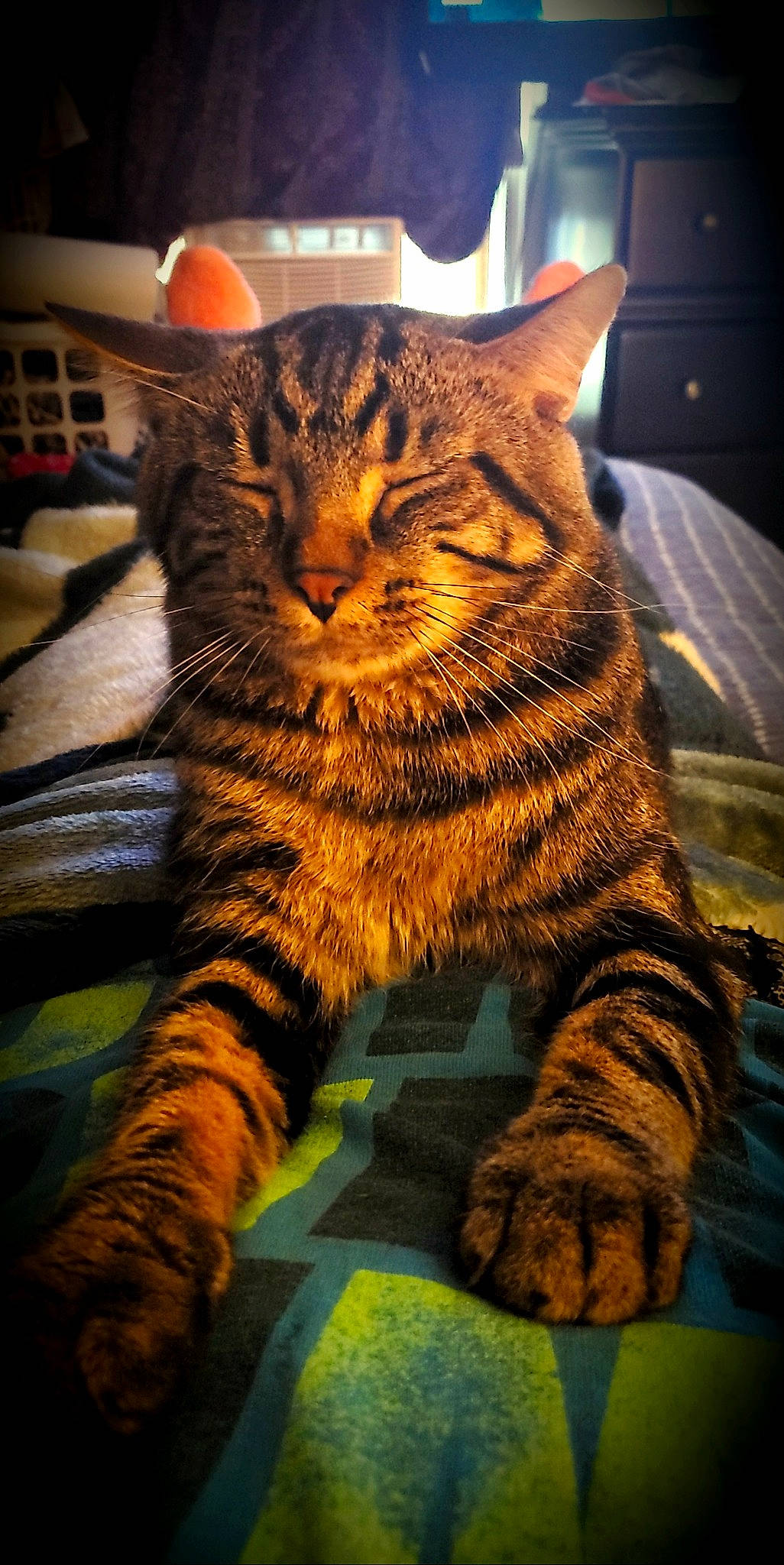 Mopar is registered to the contest to win money with this photo: carnivore, cat, claw, domestic_short_haired_cat, eye, felidae, foot, fur, head, paw, sitting, small_to_medium_sized_cats, snout, tail, terrestrial_animal, whiskers, wildlife, window