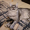 animal, cat, chair, claws, cozy, cute, domestic, floor, furniture, gray_tabby, indoor, pet, playful, relaxed, ribbons, rug, speaker, striped, toy, whiskers