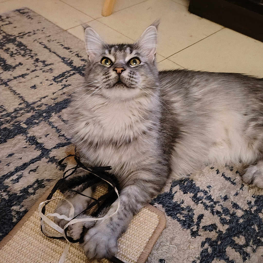 Millie joined the competition — help win amazing prizes! cat, gray_tabby, pet, indoor, rug, toy, ribbons, playful, floor, chair, speaker, cozy, furniture, animal, whiskers, claws, relaxed, domestic, striped, cute