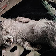 Millie is registered to the contest to win money with this photo: cat, gray_cat, fluffy, sleeping, relaxed, indoor, blanket, furniture, pet, animal, cozy, resting, fur, cute, domestic_cat, laying_down, whiskers, soft, home, comfort