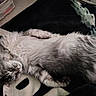 animal, blanket, cat, comfort, cozy, cute, domestic_cat, fluffy, fur, furniture, gray_cat, home, indoor, laying_down, pet, relaxed, resting, sleeping, soft, whiskers