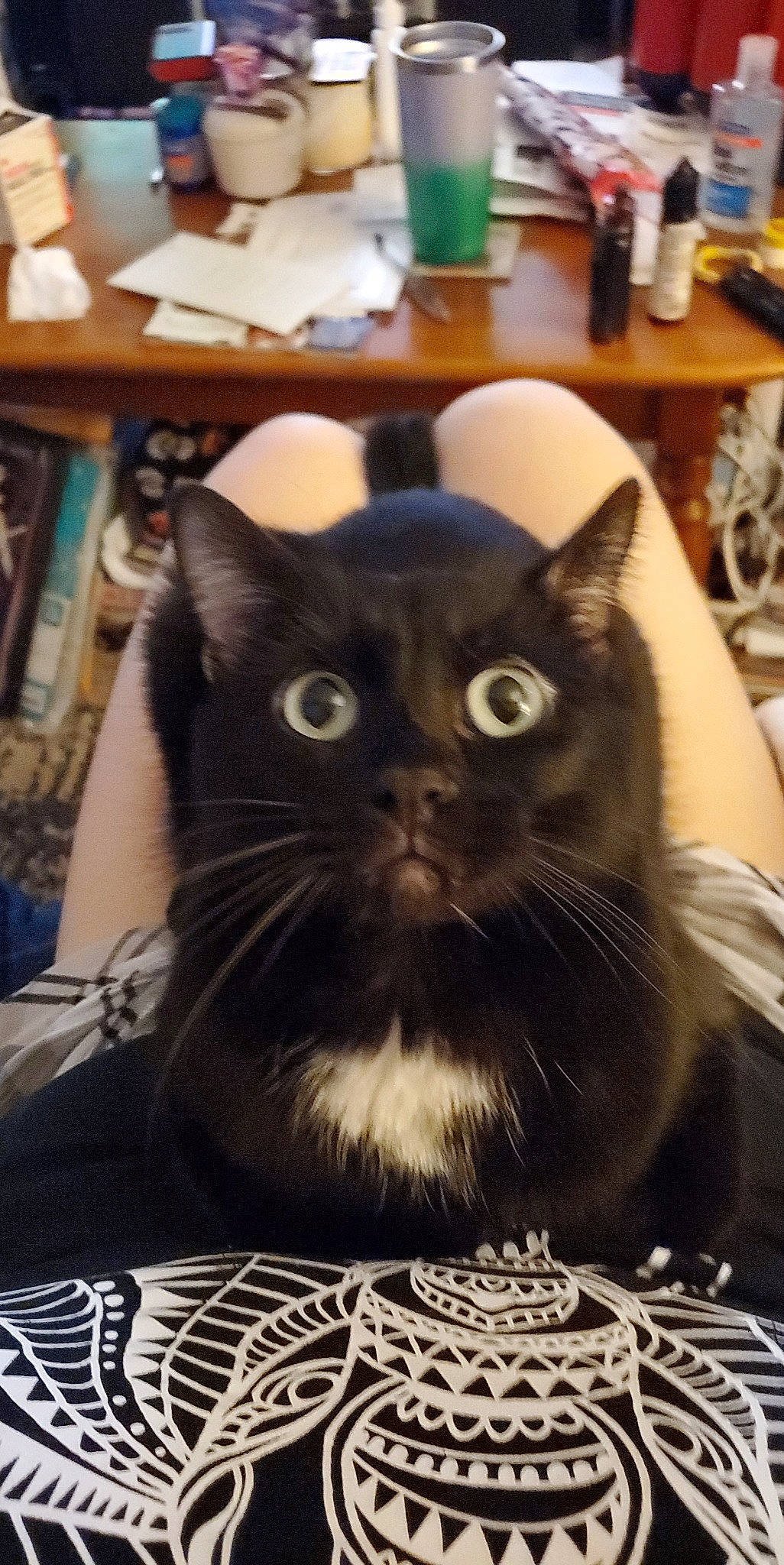 Bizzy joined the competition — help win amazing prizes! black_cat, carnivore, cat, chair, comfort, domestic_short_haired_cat, drawer, eye, felidae, fur, iris, linens, pattern, small_to_medium_sized_cats, snout, whiskers