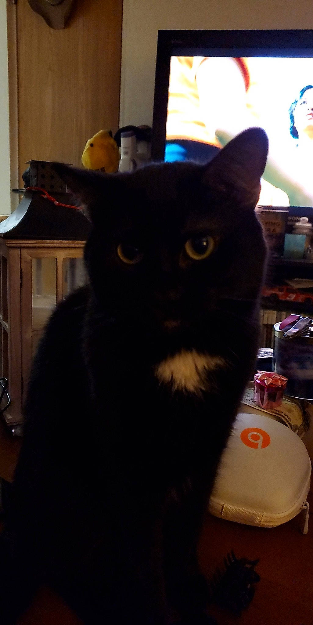 Bizzy joined the competition — help win amazing prizes! black_cat, bombay, carnivore, cat, domestic_short_haired_cat, felidae, fur, small_to_medium_sized_cats, snout, tail, whiskers