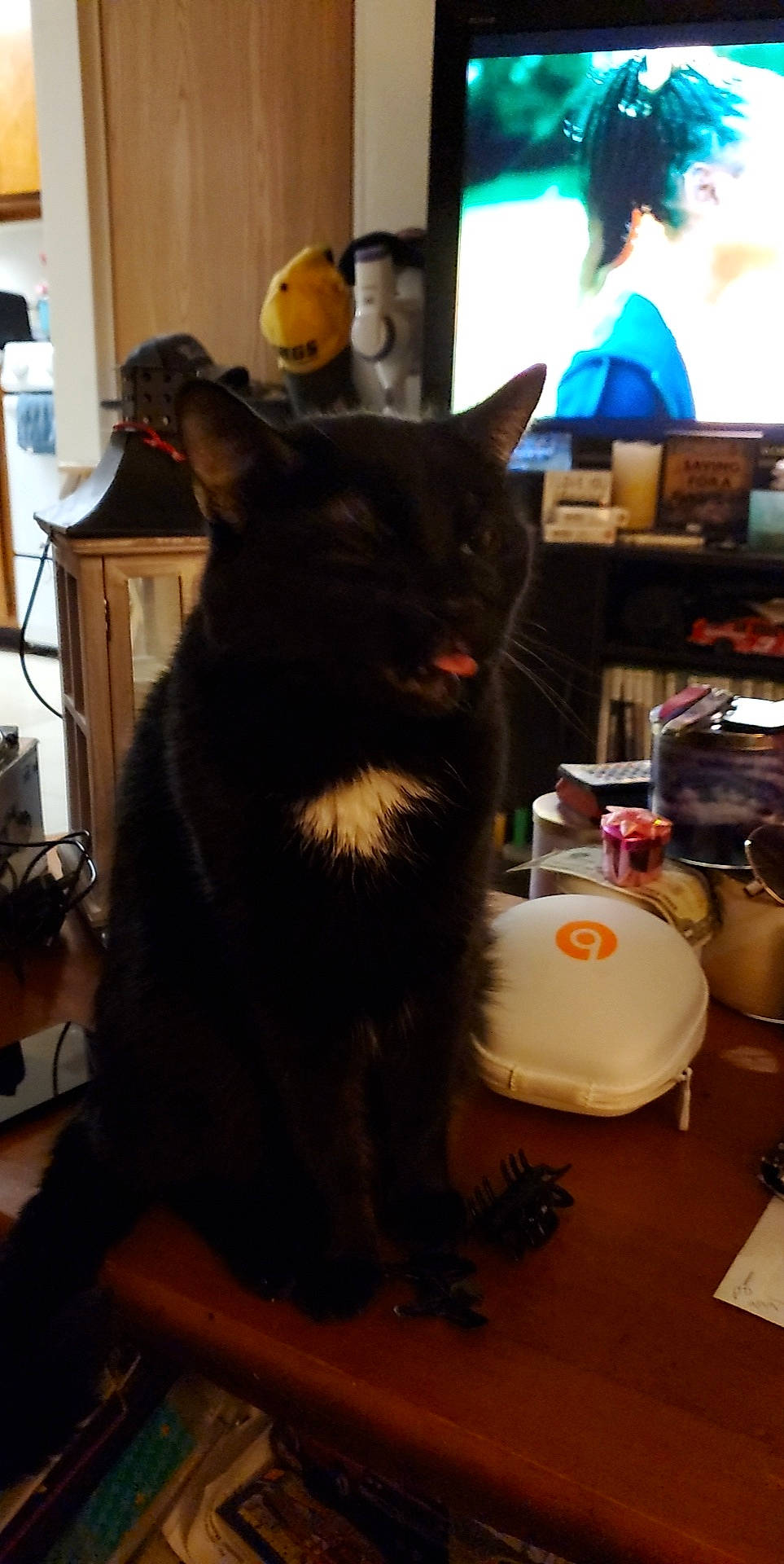 Bizzy is registered to the contest to win money with this photo: black_cat, box, canidae, carnivore, cat, chair, domestic_short_haired_cat, fedora, felidae, flooring, fur, hat, lamp, room, small_to_medium_sized_cats, table, tail, whiskers