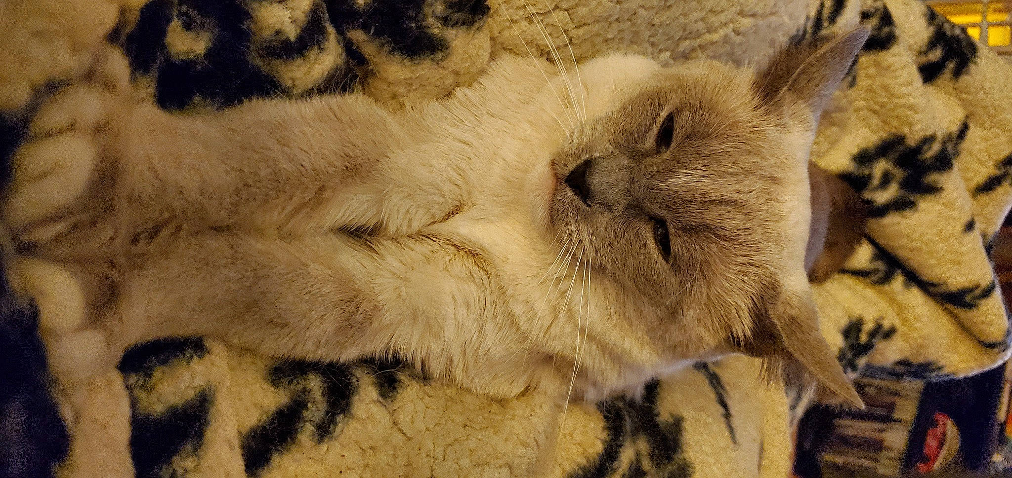 Dyna joined the competition — help win amazing prizes! big_cats, carnivore, cat, claw, domestic_short_haired_cat, eye, fawn, felidae, fur, nap, paw, sleep, small_to_medium_sized_cats, snout, terrestrial_animal, whiskers, wildlife