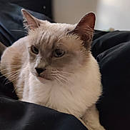 Dyna is registered to the contest to win money with this photo: animal, bed, blanket, calm, cat, closeup, cozy, cute, domestic_animal, ears, eyes, feline, fur, indoor, pet, portrait, resting, sleepy, soft_light, whiskers