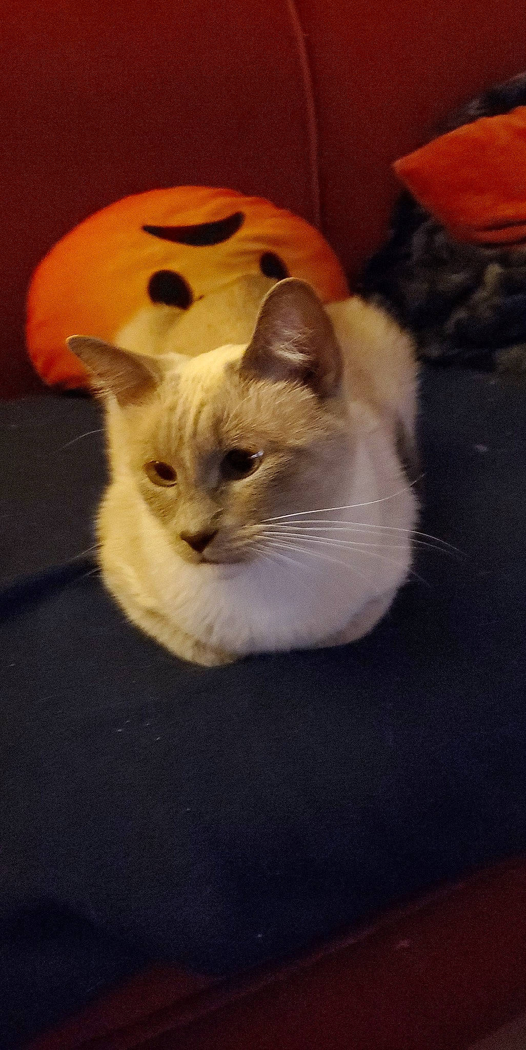 Dyna is registered to the contest to win money with this photo: carnivore, cat, domestic_short_haired_cat, eye, fawn, felidae, flooring, fur, head, paw, small_to_medium_sized_cats, snout, tail, whiskers