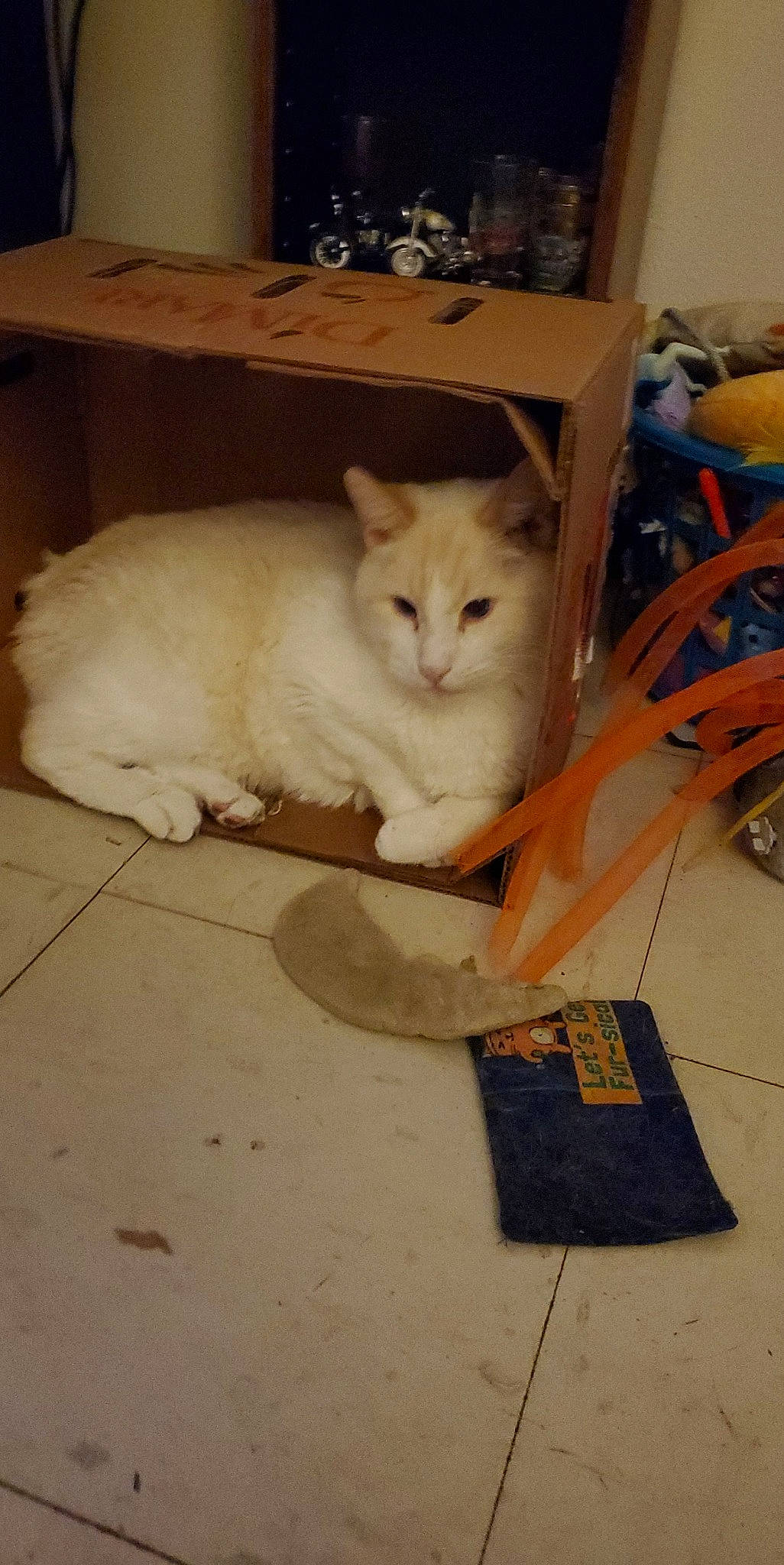 Charger is registered to the contest to win money with this photo: box, cardboard, carnivore, cat, chair, domestic_short_haired_cat, fawn, felidae, flooring, fur, hardwood, paper_product, paw, room, shelf, shipping_box, small_to_medium_sized_cats, tail, whiskers, wood