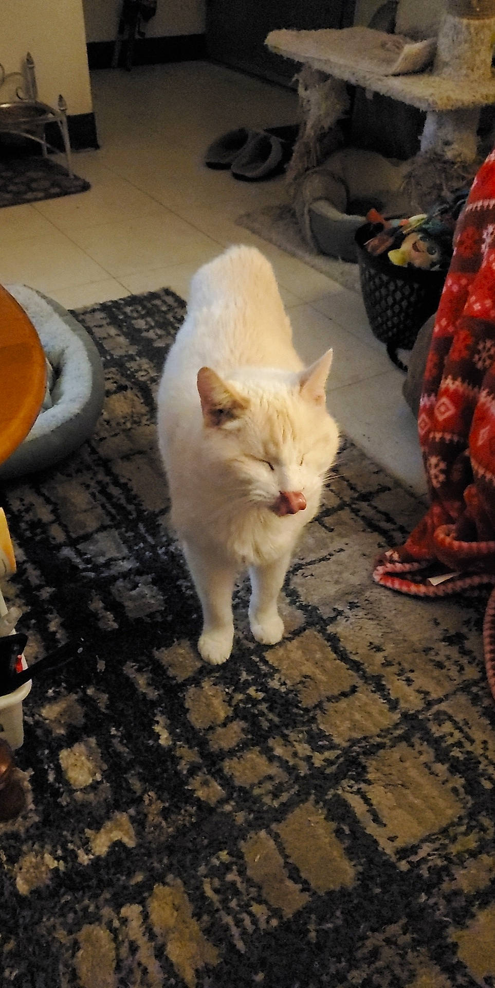 Charger joined the competition — help win amazing prizes! carnivore, cat, domestic_short_haired_cat, fawn, felidae, floor, flooring, fur, human_leg, paw, road_surface, sitting, small_to_medium_sized_cats, snout, tail, whiskers, wood