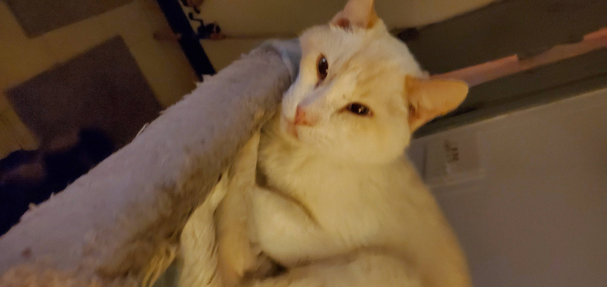 Charger joined the competition — help win amazing prizes! carnivore, cat, claw, comfort, domestic_short_haired_cat, ear, eye, fawn, felidae, fur, paw, small_to_medium_sized_cats, snout, tail, whiskers