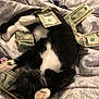 Bubba is registered to the contest to win money with this photo: cat, black_and_white_cat, money, dollar_bills, bed, blanket, playing, motion_blur, paw, feline, indoor, cozy, currency, animal, pet, soft, fur, resting, sleepy, domestic