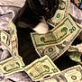 Bubba joined the competition — help win amazing prizes! cat, black_cat, money, dollar_bills, currency, bedspread, blanket, indoor, pet, animal, feline, playful, lying_down, closeup, domestic_animal, currency_notes, cash, whiskers, paw, curious