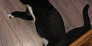 Bubba is registered to the contest to win money with this photo: cat, black_and_white, lying_down, floor, wooden_floor, pet, animal, indoor, relaxed, stretching, paws, tail, feline, whiskers, domestic_cat, fur, sleeping, resting, household, cozy