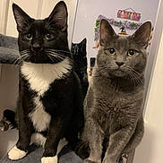 Bubba And Gizmo joined the competition — help win amazing prizes! animal, cat, cat_tree, closeup, companions, curious, domestic, ears, eyes, feline, fur, gray_cat, household, indoor, mirror, pets, portrait, sitting, tuxedo_cat, whiskers