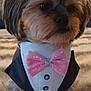 dog, pet, tuxedo, bow_tie, pink_bow, furry, small_dog, cute, indoor, blanket, fur, animal, portrait, fashion, costume, adorable, domestic_animal, sitting, closeup, well_dressed