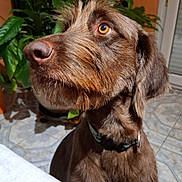 Tina a rejoint le concours — aidez-le/la à gagner de superbes lots ! dog, brown_dog, close_up, indoor, pet, animal, fur, collar, plant, greenery, tile_floor, beard, ears, snout, curious, looking_up, home, tablecloth, orange_wall, domestic