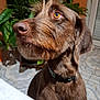 dog, brown_dog, close_up, indoor, pet, animal, fur, collar, plant, greenery, tile_floor, beard, ears, snout, curious, looking_up, home, tablecloth, orange_wall, domestic