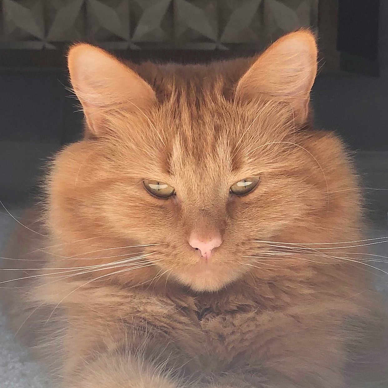 Bimch joined the competition — help win amazing prizes! abyssinian, angora, animal, cat, citrusfruit, food, fruit, hardwood, kitten, manx, orange, person, pet, plant, produce, sleeping, snout, stainedwood, wood