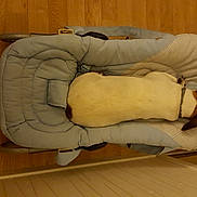 Guess participe au concours pour gagner de l'argent avec cette photo : comfort, fawn