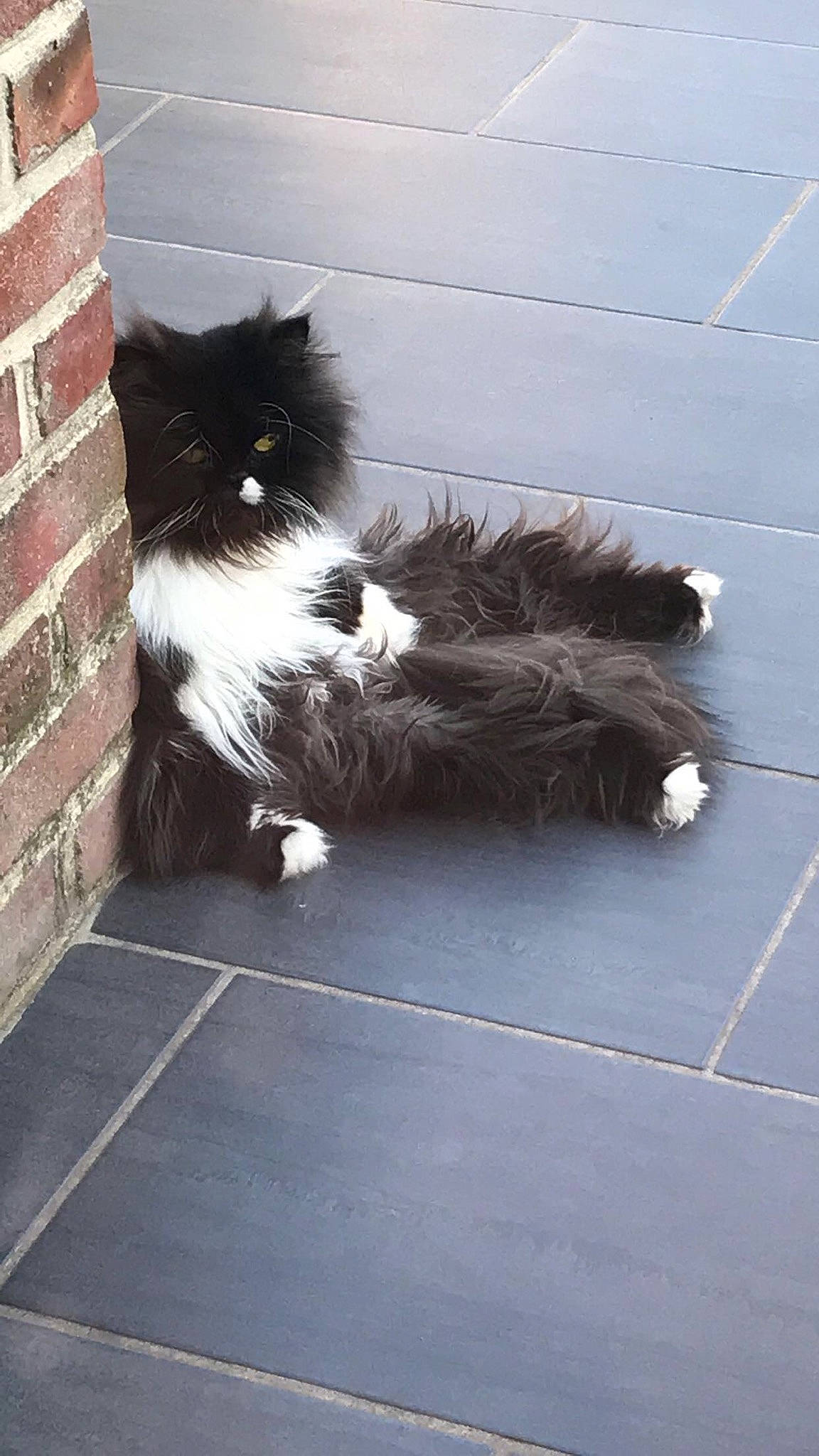 Balthazar participe au concours pour gagner de l'argent avec cette photo : asphalt, brick, brickwork, carnivore, cat, domestic_short_haired_cat, felidae, flooring, fur, human_leg, mammal, road_surface, shadow, sidewalk, small_to_medium_sized_cats, tail, tints_and_shades, vertebrate, whiskers, wood