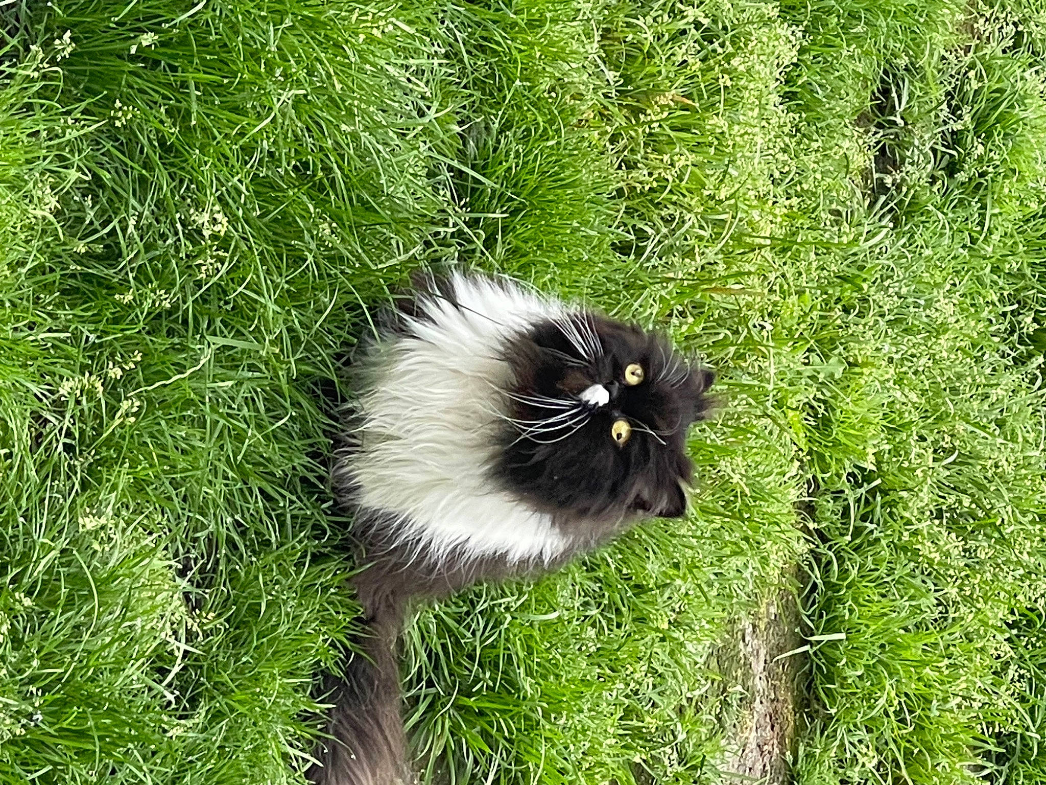 Balthazar a rejoint le concours — aidez-le/la à gagner de superbes lots ! carnivore, cat, dog_breed, felidae, fur, grass, groundcover, plant, small_to_medium_sized_cats, snout, tail, terrestrial_animal, terrestrial_plant, whiskers, wildlife