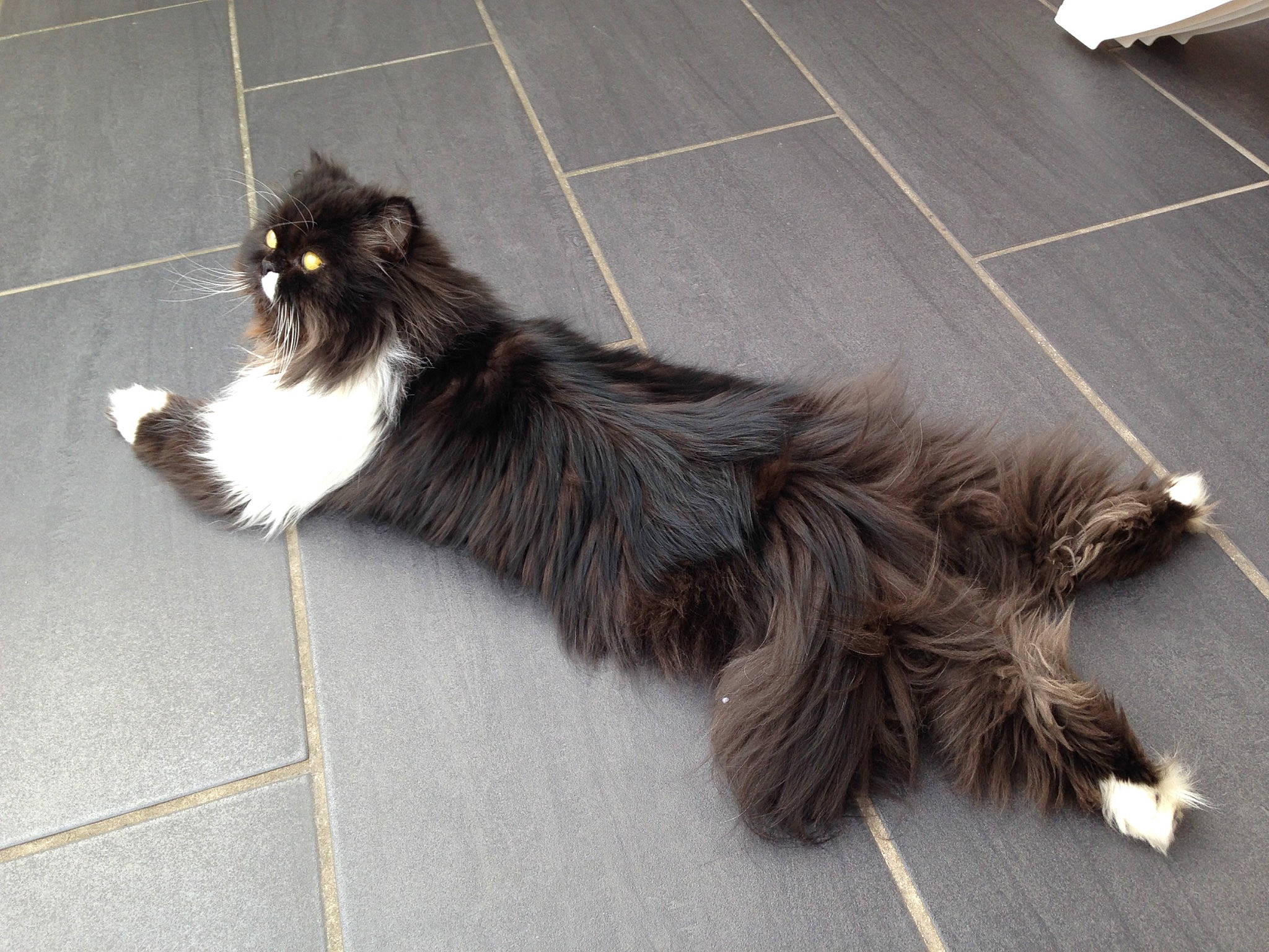 Balthazar participe au concours pour gagner de l'argent avec cette photo : asphalt, automotive_tire, canidae, carnivore, cat, companion_dog, dog_breed, felidae, flooring, foot, fur, grey, paw, road_surface, small_to_medium_sized_cats, snout, sporting_group, tail, terrestrial_animal, whiskers