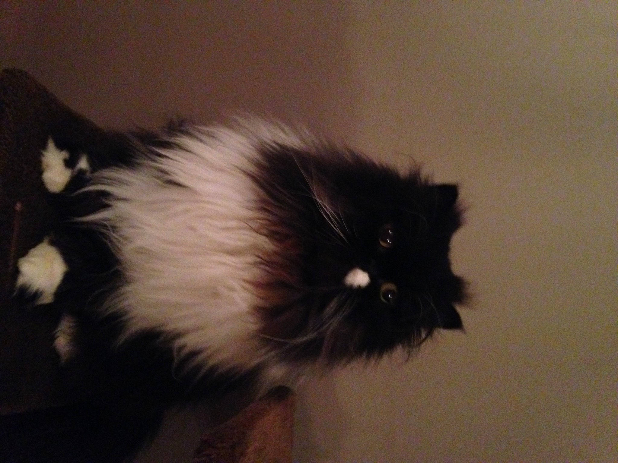 Balthazar a rejoint le concours — aidez-le/la à gagner de superbes lots ! carnivore, cat, fawn, felidae, fur, iris, liver, small_to_medium_sized_cats, snout, tail, terrestrial_animal, whiskers