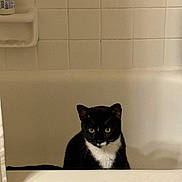 Oswald joined the competition — help win amazing prizes! cat, tuxedo_cat, bathtub, tile, bathroom, white_tub, pet, feline, green_eyes, sitting, staring, whiskers, black_and_white, domestic_cat, indoor, bath_shelf, shower_bottle, shower_curtain, ceramic_tile, gaze
