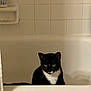 cat, tuxedo_cat, bathtub, tile, bathroom, white_tub, pet, feline, green_eyes, sitting, staring, whiskers, black_and_white, domestic_cat, indoor, bath_shelf, shower_bottle, shower_curtain, ceramic_tile, gaze