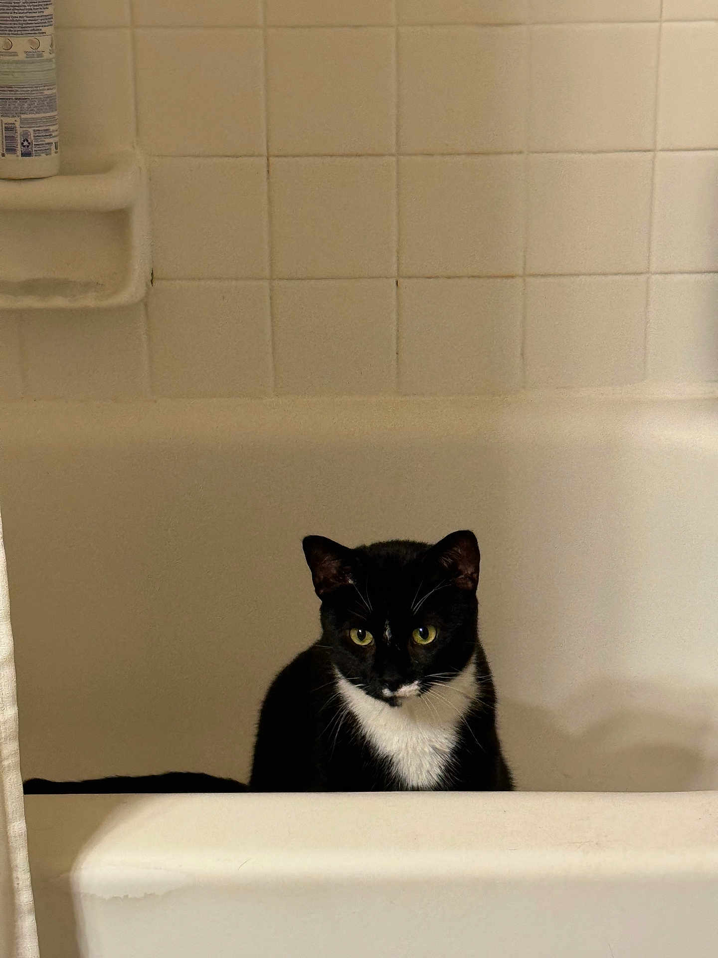 Oswald joined the competition — help win amazing prizes! cat, tuxedo_cat, bathtub, tile, bathroom, white_tub, pet, feline, green_eyes, sitting, staring, whiskers, black_and_white, domestic_cat, indoor, bath_shelf, shower_bottle, shower_curtain, ceramic_tile, gaze