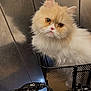 cat, fluffy_cat, cream_cat, white_cat, pet, bicycle, bicycle_handlebar, basket, indoor, curious, amber_eyes, furry, close_up, animal, domestic_cat, hand, grip, metallic_background, transport, cute