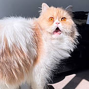 Mouny participe au concours pour gagner de l'argent avec cette photo : cat, fluffy, orange_eyes, white_fur, orange_fur, indoor, pet, animal, surprised_expression, feline, whiskers, standing, soft_light, close_up, domestic_cat, cute, fur, mammal, household, companion