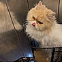 Mouny participe au concours pour gagner de l'argent avec cette photo : cat, fluffy, bike_basket, bicycle, handlebar, hand, indoor, metal_wall, reflection, licking_nose, pet, animal, cute, feline, transport, closeup, orange_eyes, white_fur, cream_fur, playful
