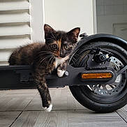 Pirate a rejoint le concours — aidez-le/la à gagner de superbes lots ! kitten, cat, tortoiseshell, electric_scooter, paw, flooring, indoor, pet, animal, curious, relaxed, whiskers, young, domestic_cat, black, brown, white, closeup, resting, feline