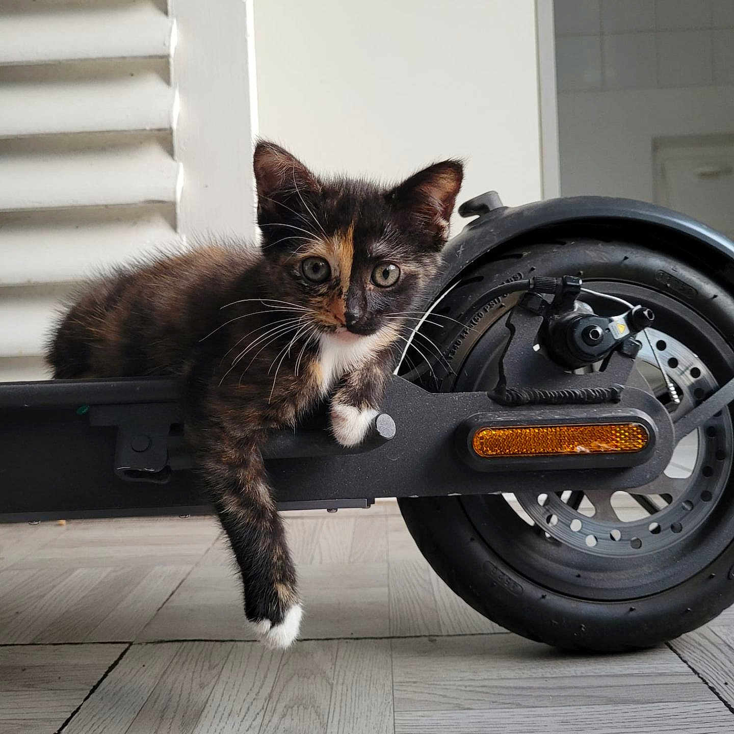 Pirate a rejoint le concours — aidez-le/la à gagner de superbes lots ! animal, black, brown, cat, closeup, curious, domestic_cat, electric_scooter, feline, flooring, indoor, kitten, paw, pet, relaxed, resting, tortoiseshell, whiskers, white, young