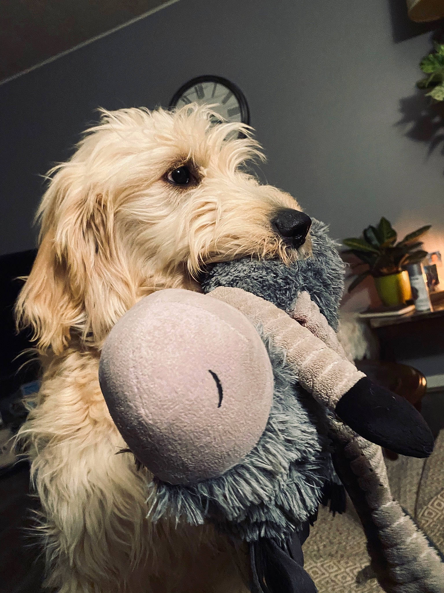 Pablo is registered to the contest to win money with this photo: briquet_griffon_vendeen, canidae, carnivore, cockapoo, dog, dog_breed, fur, goldendoodle, irish_soft_coated_wheaten_terrier, labradoodle, mammal, petit_basset_griffon_vendeen, puppy, rare_breed_dog, schnoodle, sealyham_terrier, snout, sporting_group, terrier, vertebrate