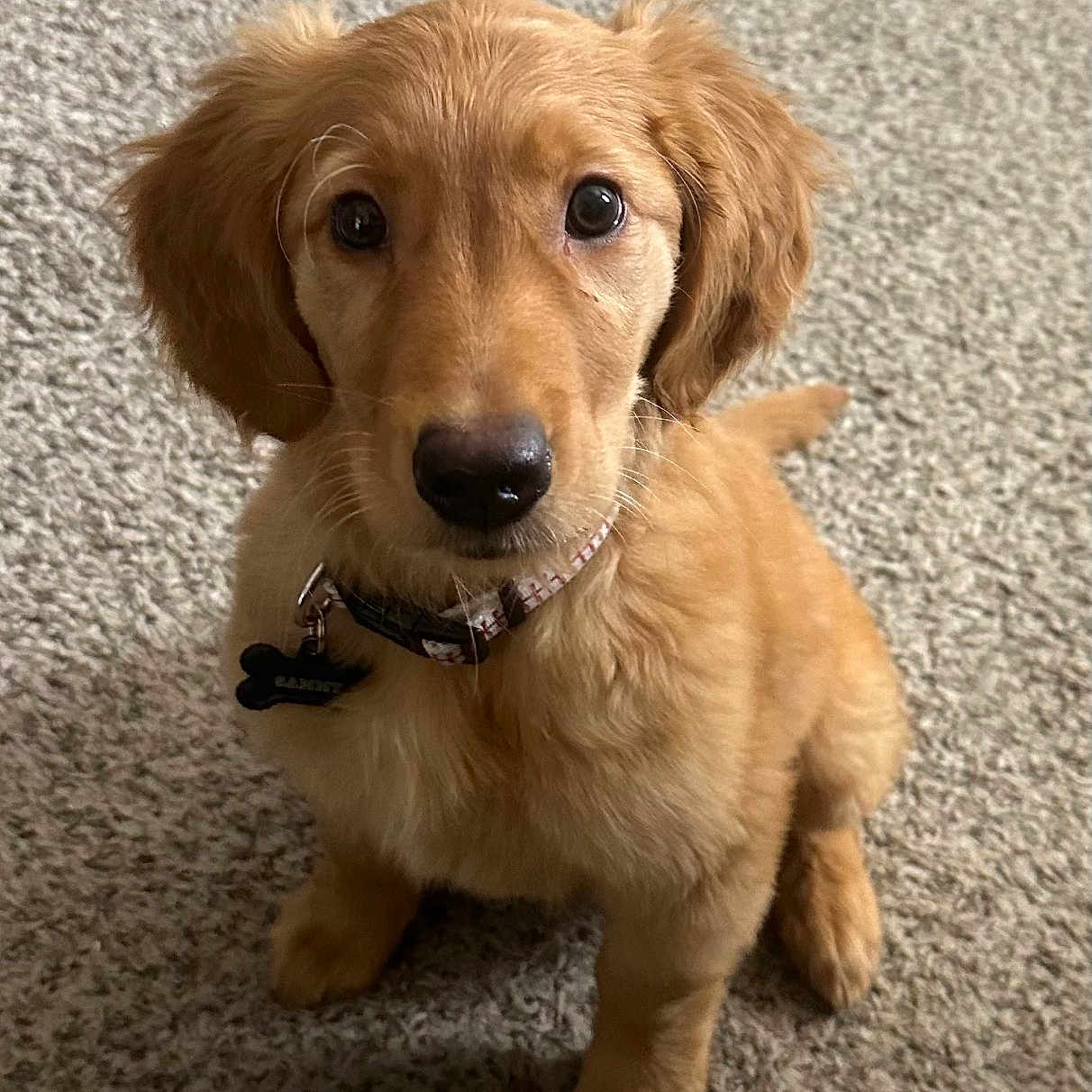 Sammy