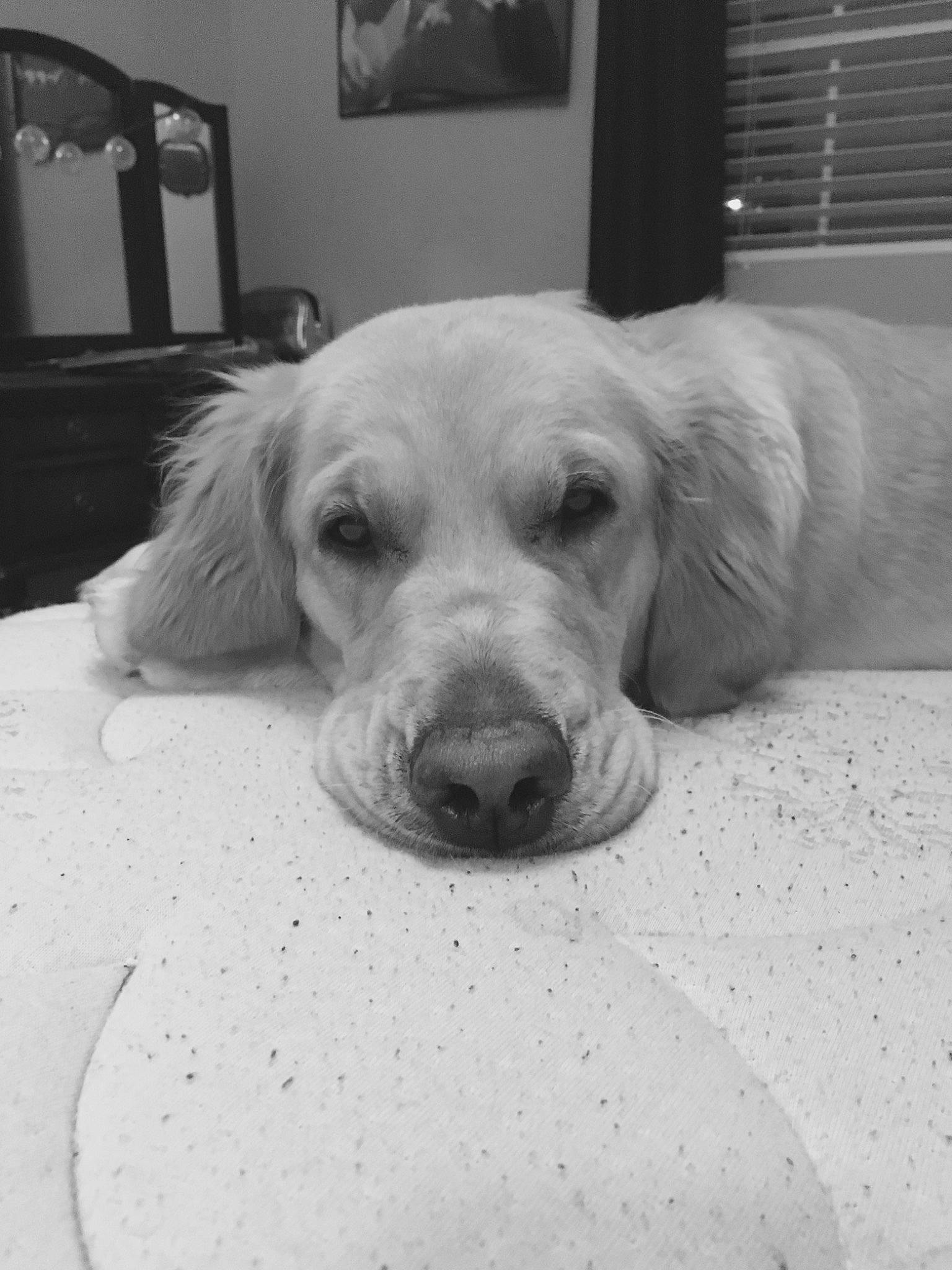 Sadie is registered to the contest to win money with this photo: black_and_white, carnivore, comfort, companion_dog, dog, dog_breed, ear, fawn, flooring, grey, monochrome, monochrome_photography, picture_frame, snout, stock_photography, style, television, whiskers, white, working_animal