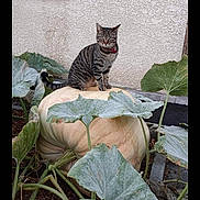 Rose participe au concours pour gagner de l'argent avec cette photo : abyssinian, animal, cat, flower, food, herbal, herbs, ivy, kitten, leaf, manx, pet, photography, plant, pottedplant, produce, pumpkin, soil, squash, vegetable