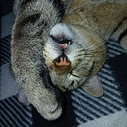 K.c. is registered to the contest to win money with this photo: cat, tabby, sleeping, paw, tongue, fang, fur, nose, whiskers, closeup, pet, animal, resting, cozy, indoors, blanket, pattern, cute, nap, relaxed