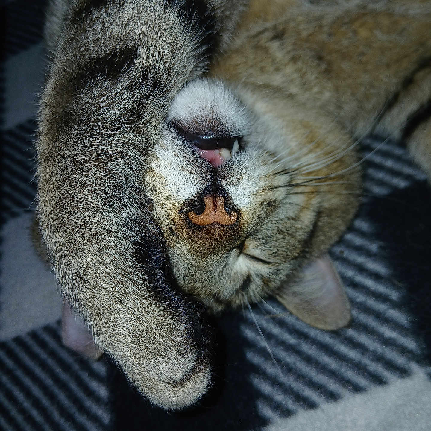 K.c. is registered to the contest to win money with this photo: cat, tabby, sleeping, paw, tongue, fang, fur, nose, whiskers, closeup, pet, animal, resting, cozy, indoors, blanket, pattern, cute, nap, relaxed