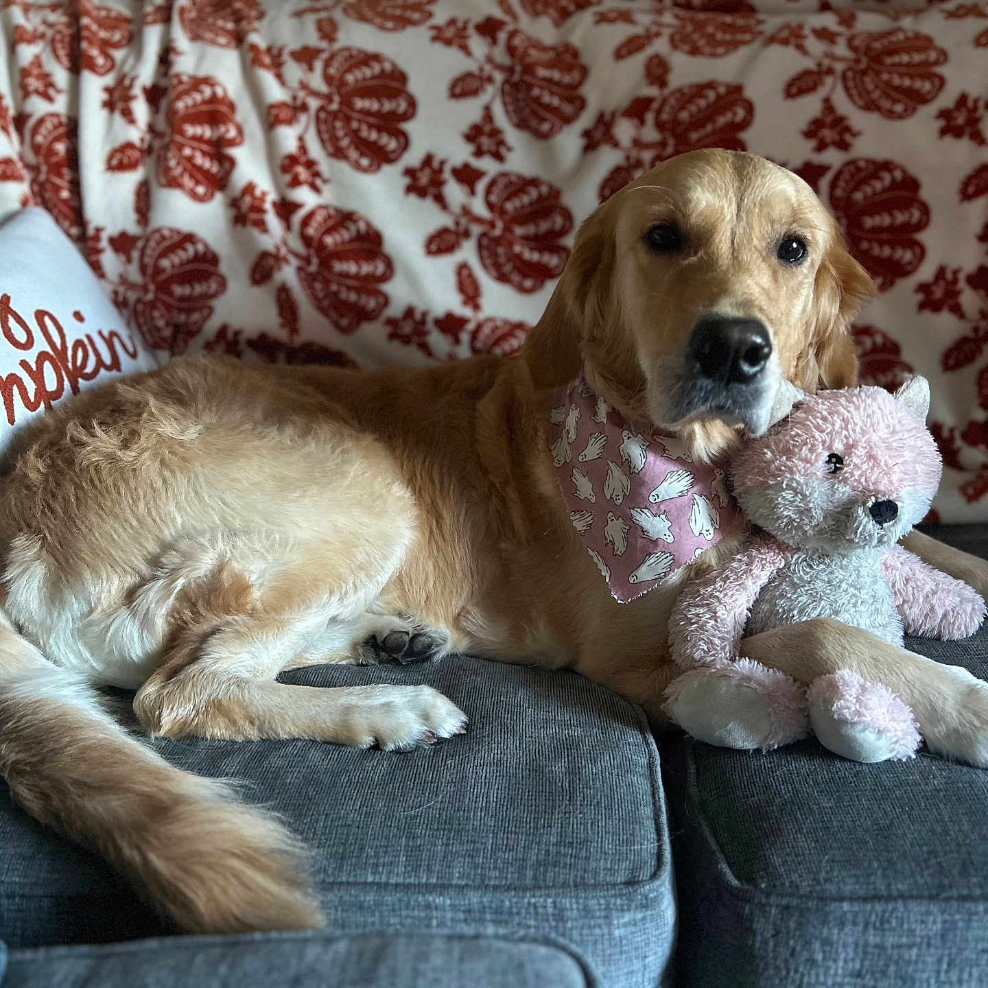 Basle is registered to the contest to win money with this photo: animal, architecture, building, canine, couch, cushion, dog, furniture, goldenretriever, homedecor, hound, indoors, labradorretriever, livingroom, pet, pillow, plush, puppy, room, toy