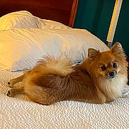 Roger joined the competition — help win amazing prizes! dog, pomeranian, bed, bedding, pillow, wooden_headboard, lamp, indoor, pet, fur, small_dog, curious, resting, cozy, comfortable, animal, cute, room, relaxed, furniture