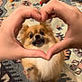 Roger is registered to the contest to win money with this photo: dog, small_dog, hands, heart_shape, plush_toys, carpet, indoor, cute, pet, animal, furry, playful, brown, white, pomeranian, toy, floor, love, human_hands, home