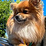 Roger joined the competition — help win amazing prizes! dog, pomeranian, fluffy, animal, pet, outdoor, sunlight, blue_sky, tree, greenery, fur, close_up, cute, canine, portrait, nature, daytime, paw, small_dog, mammal