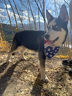 Nikko is registered to the contest to win money with this photo: australian_kelpie, canidae, carnivore, dog, dog_breed, east_european_shepherd, east_siberian_laika, feist, lapponian_herder, mammal, russo_european_laika, seppala_siberian_sleddog, siberian_husky, vertebrate
