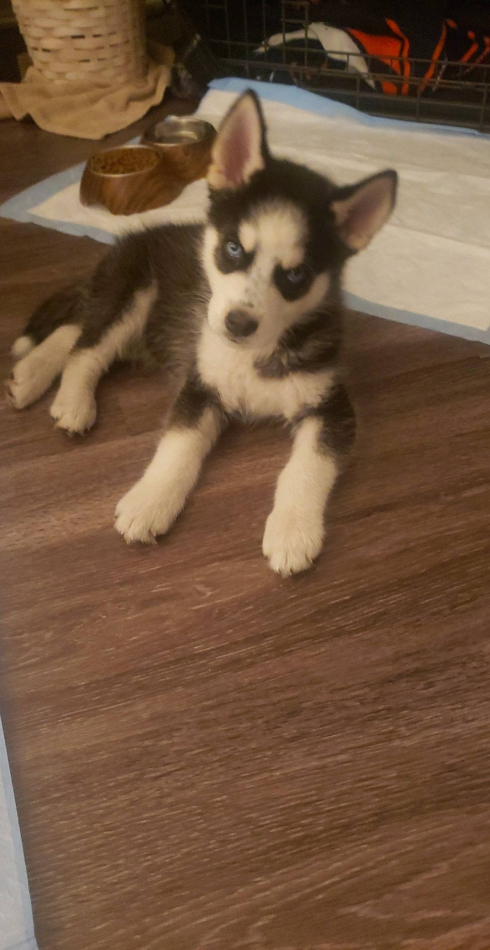 Nikko is registered to the contest to win money with this photo: alaskan_klee_kai, alaskan_malamute, canadian_eskimo_dog, canidae, carnivore, dog, dog_breed, mammal, miniature_siberian_husky, northern_inuit_dog, puppy, rare_breed_dog, sakhalin_husky, siberian_husky, sled_dog, snout, tail, tamaskan_dog, vertebrate, wolfdog